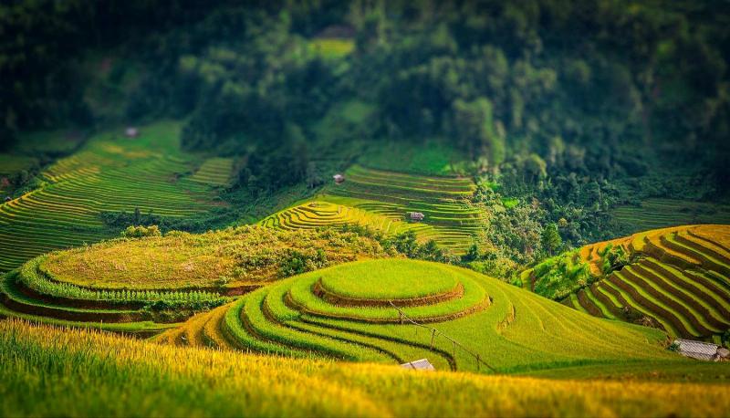 Toàn cảnh ruộng bậc thang mùa lúa chín hoặc mùa đổ nước ở Bình Liêu với những đường cong uốn lượn