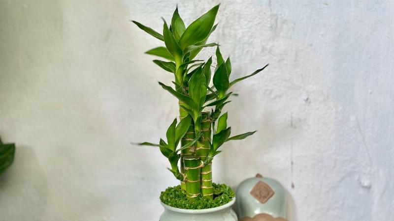 Ba chau cay phat tai phat loc cac kieu dang khac nhau