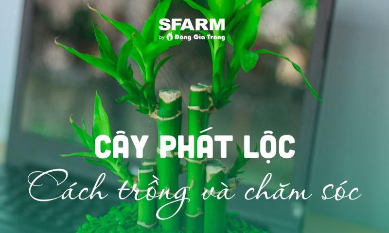 Mot nguoi dang cham soc la cay phat tai phat loc