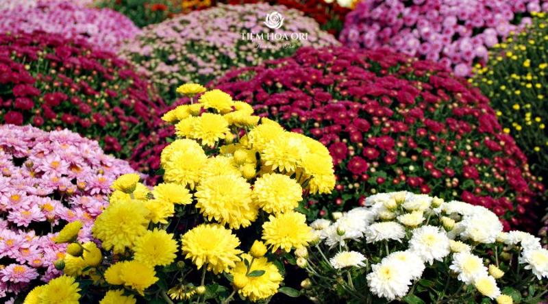 Các phương pháp và mẹo nhỏ để giữ hoa cúc cắm bàn thờ tươi lâu hơn