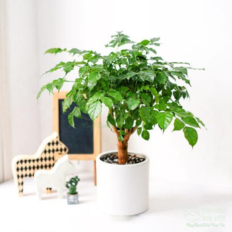 Cây Hạnh Phúc tươi tốt trong chậu đất nung nâu