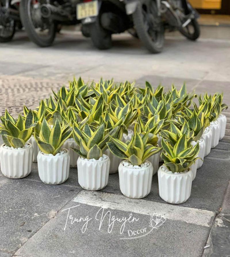 Cây Lưỡi Hổ với viền lá vàng đặt trong chậu trắng