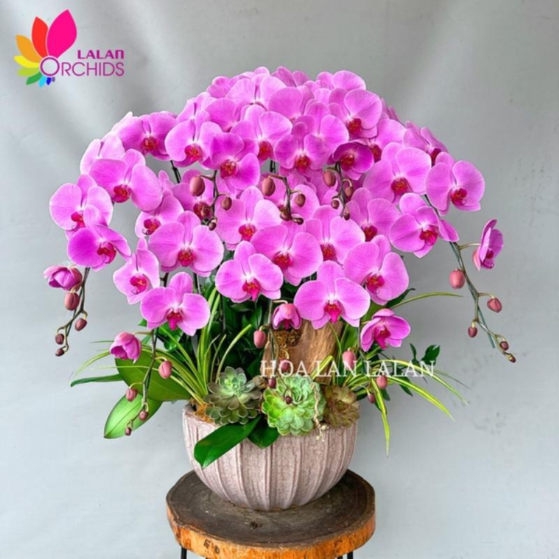 Chậu Lan Hồ Điệp trắng tinh tế đặt trên bàn