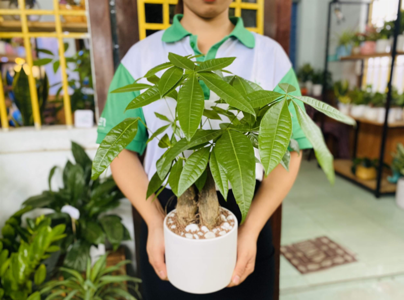 Chậu Cây Phát Lộc thân vàng tượng trưng cho may mắn