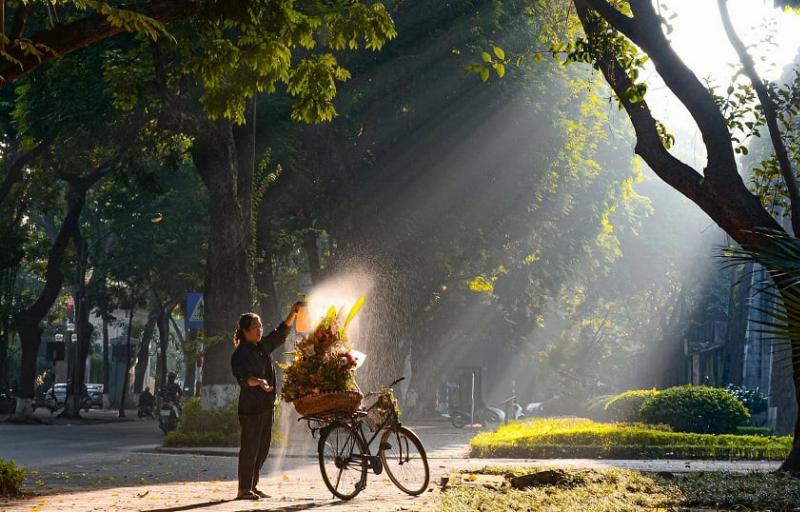 Hình ảnh một con đường rợp bóng cây với lá vàng rơi nhẹ, khung cảnh mùa thu lãng mạn ở Hà Đông.