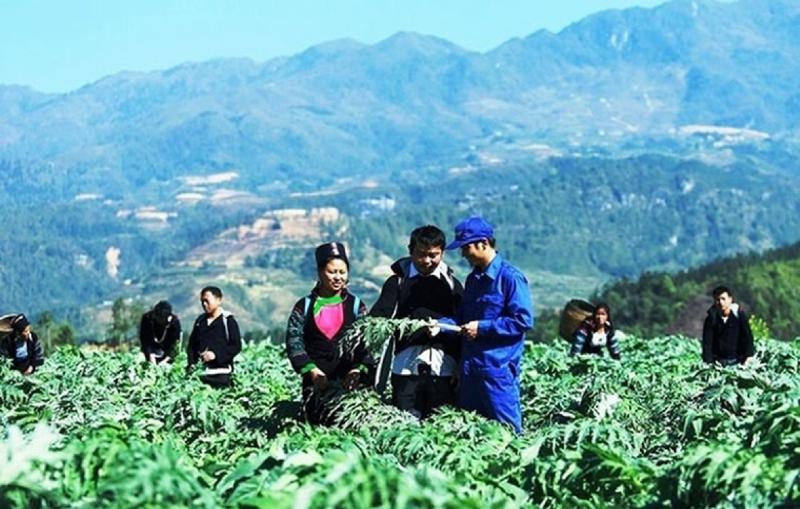 Đất trồng cây lâu năm là gì, mục đích sử dụng, chuyển đổi, đầu tư và kinh nghiệm thực tế tại Miền Trung
