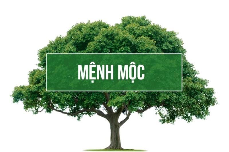 2003 mệnh gì tuổi gì, Tuổi Quý Mùi, Mệnh Dương Liễu Mộc, Tính cách, Sự nghiệp, Tình duyên, Phong thủy du lịch