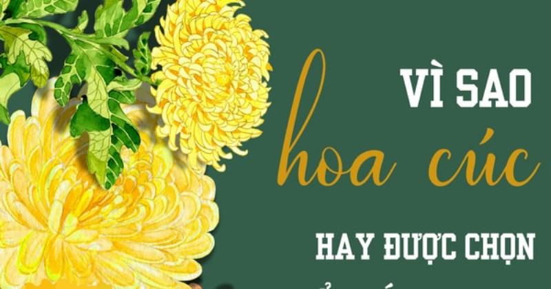 Cắm hoa cúc bàn thờ: Ý nghĩa, cách chọn, chuẩn bị, cách cắm đẹp và giữ tươi lâu