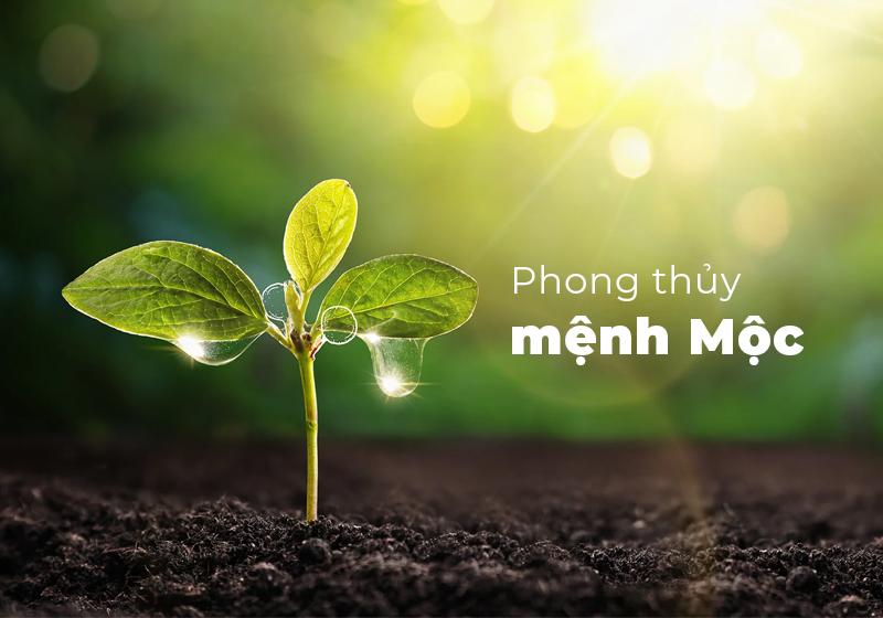 Infografic hoặc biểu đồ liệt kê 5 loại tuổi Tý và bản mệnh Ngũ Hành Nạp Âm tương ứng