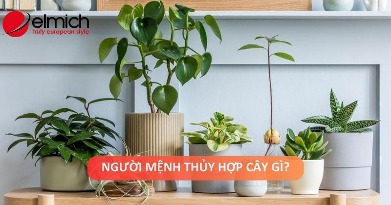 Lựa chọn cây cảnh phù hợp với bản mệnh ngũ hành khi trồng trước nhà
