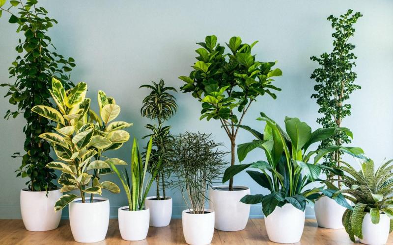 Một vài gợi ý về các loại cây phong thủy tốt nên được trồng trước nhà