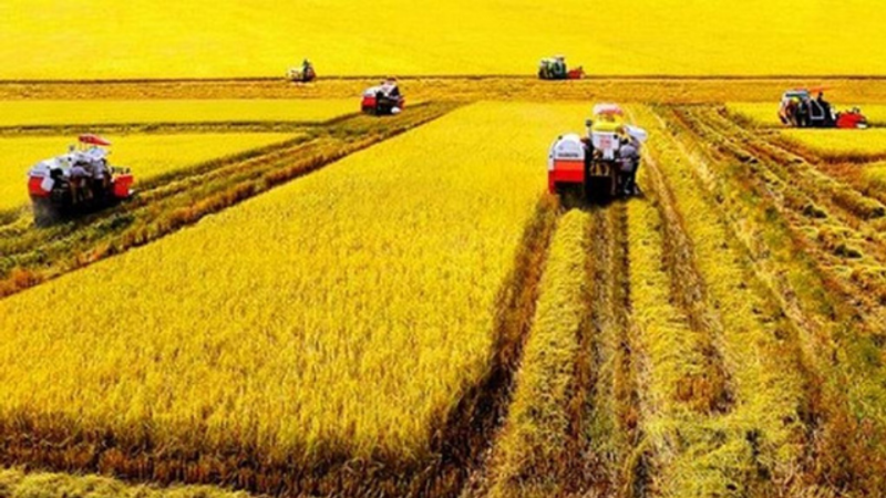 1 công đất Miền Tây bao nhiêu m2, cách tính chuẩn và những điều cần biết