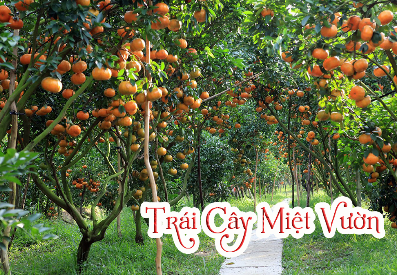 Đất vườn cây ăn trái đặc trưng Miền Tây sông nước