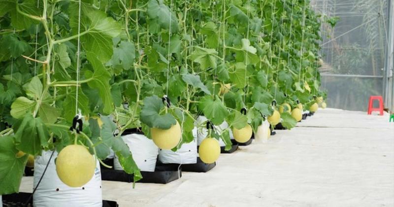 Minh họa các hoạt động hướng đến du lịch bền vững tại khách sạn Eden Đà Nẵng (giả định)