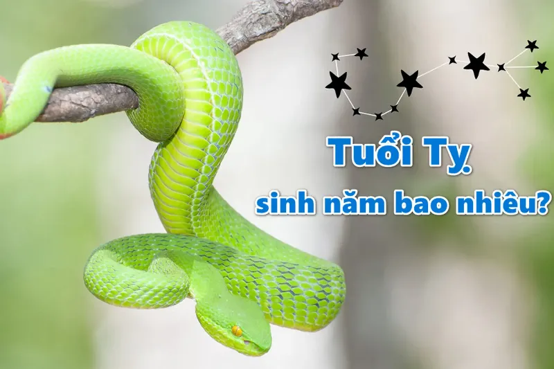 Tình duyên và gia đạo của tuổi Đinh Tỵ 1977: chung thủy, có trách nhiệm, cần sự ổn định và thấu hiểu từ bạn đời.