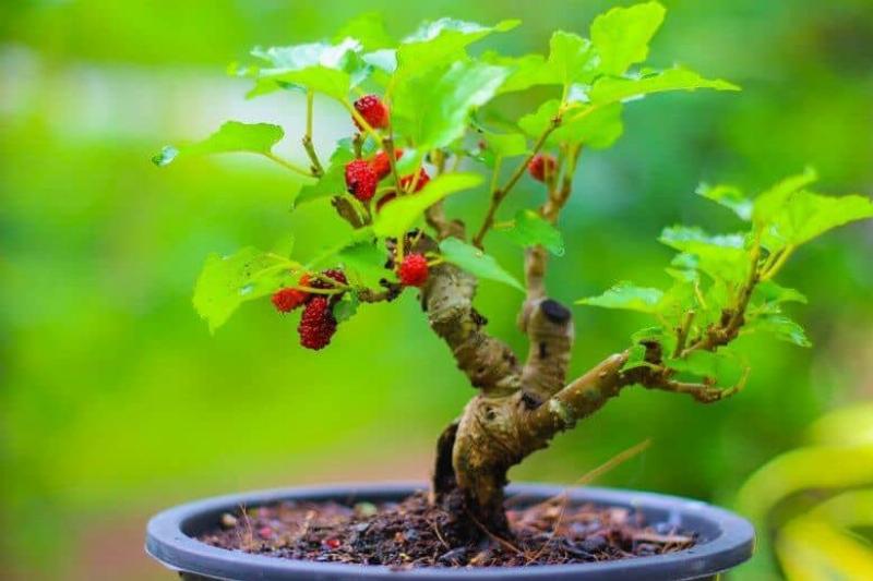 Ý nghĩa mệnh Tang Đố Mộc năm 2025, hình ảnh cây dâu tằm biểu tượng 