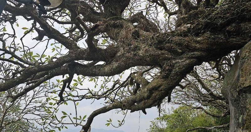 Toàn cảnh khu di tích Yên Tử tại Uông Bí với chùa chiền ẩn hiện trong sương khói núi rừng